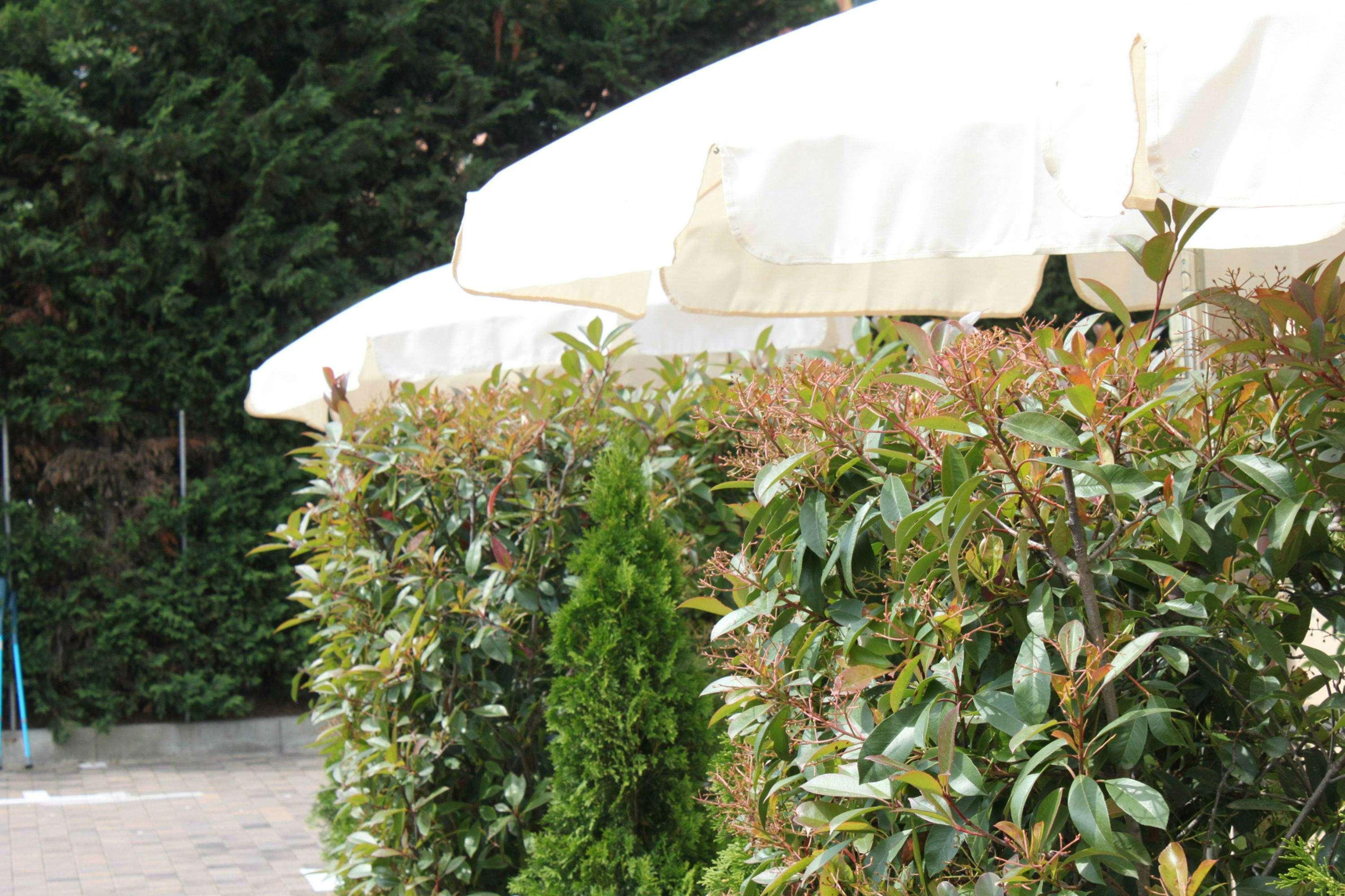 Best Western Hotel Anthurium Santo Stefano al Mare Exterior foto